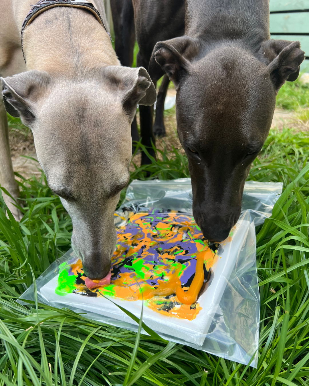 *Limited Edition* Howl-o-ween Pupcasso Paint Kit