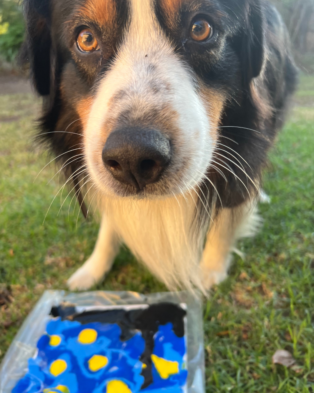 Starry Night Pupcasso Paint Kit