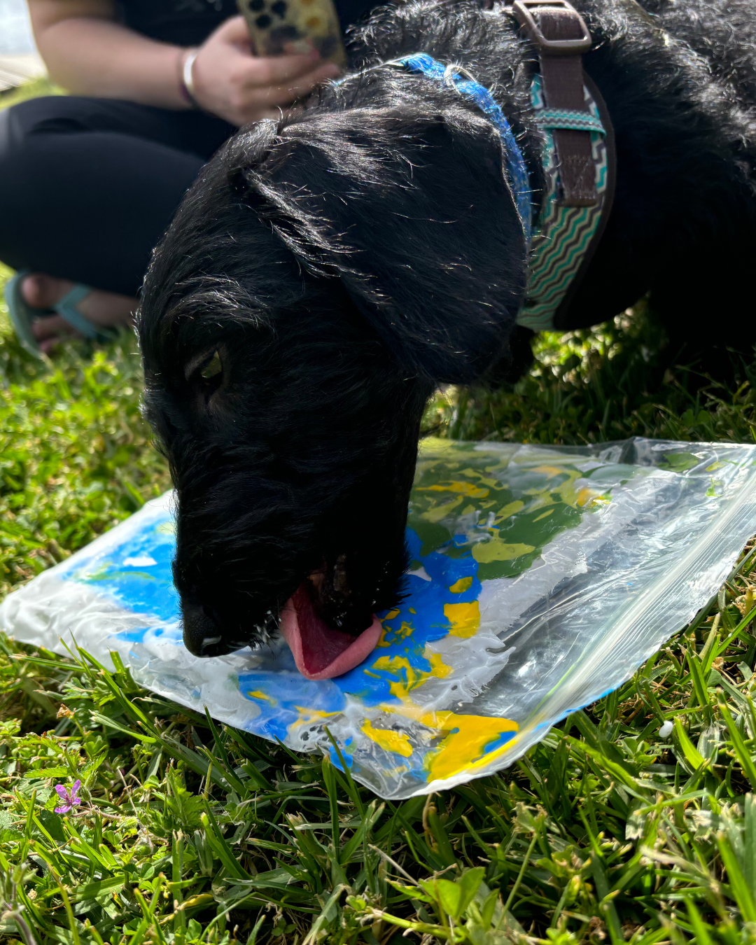 Walk in the Park Pupcasso Paint Kit