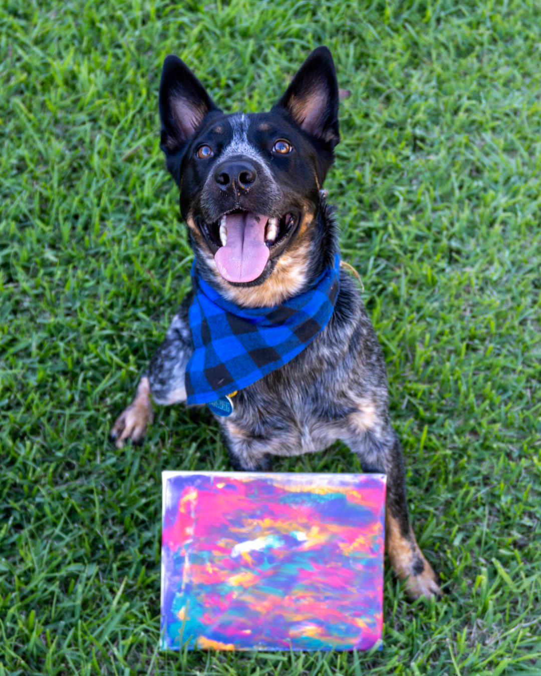 Tails of Creativity Pupcasso Paint Kit