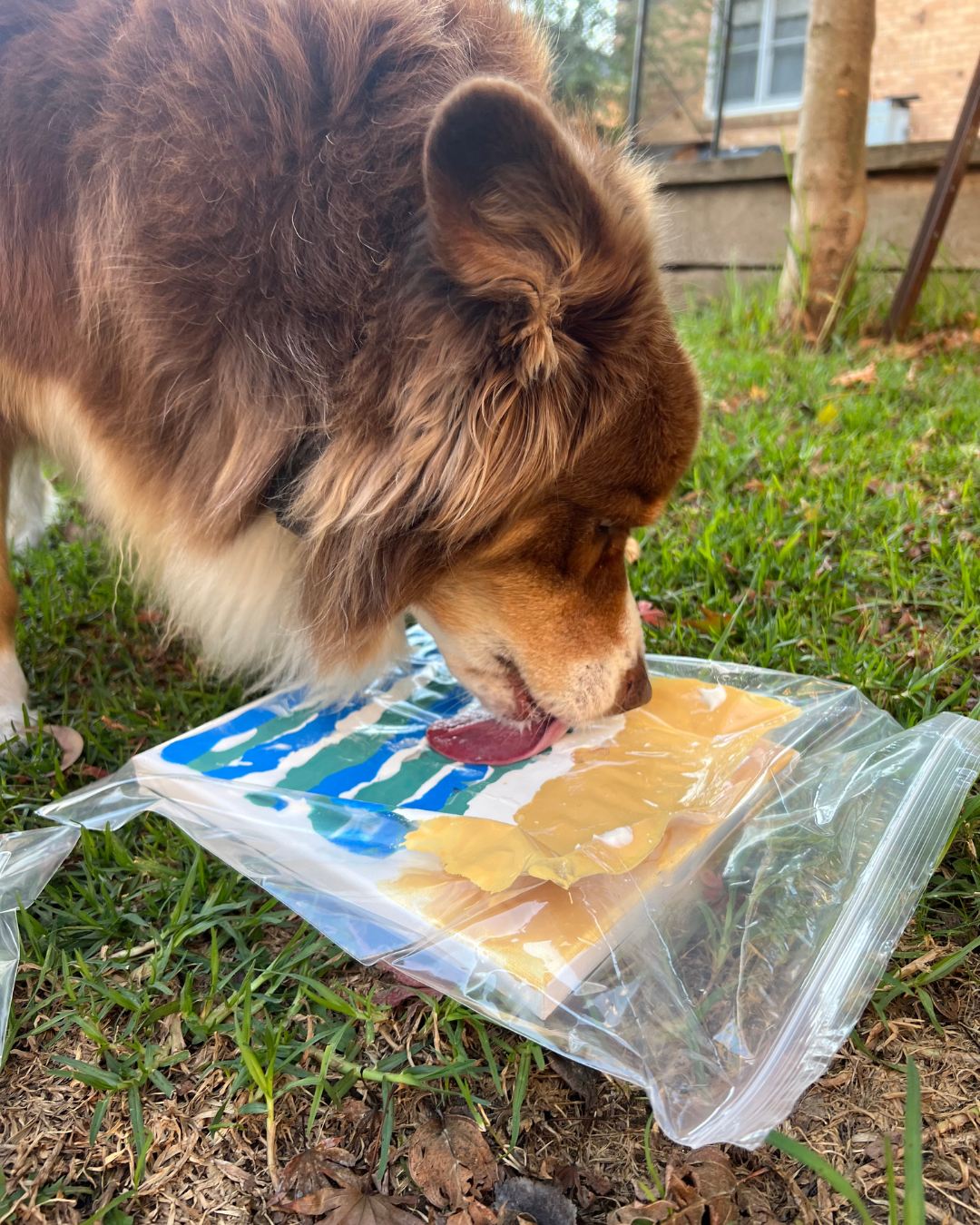 Swim at the Beach Pupcasso Paint Kit