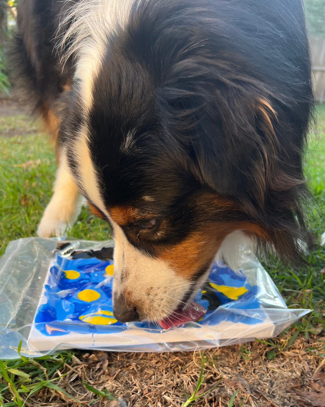 Starry Night Pupcasso Paint Kit