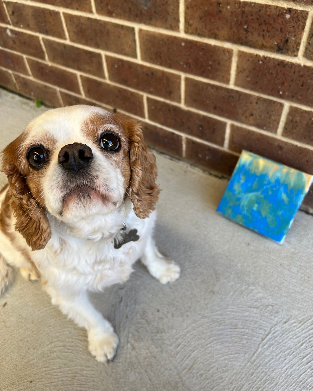 Swim at the Beach Pupcasso Paint Kit