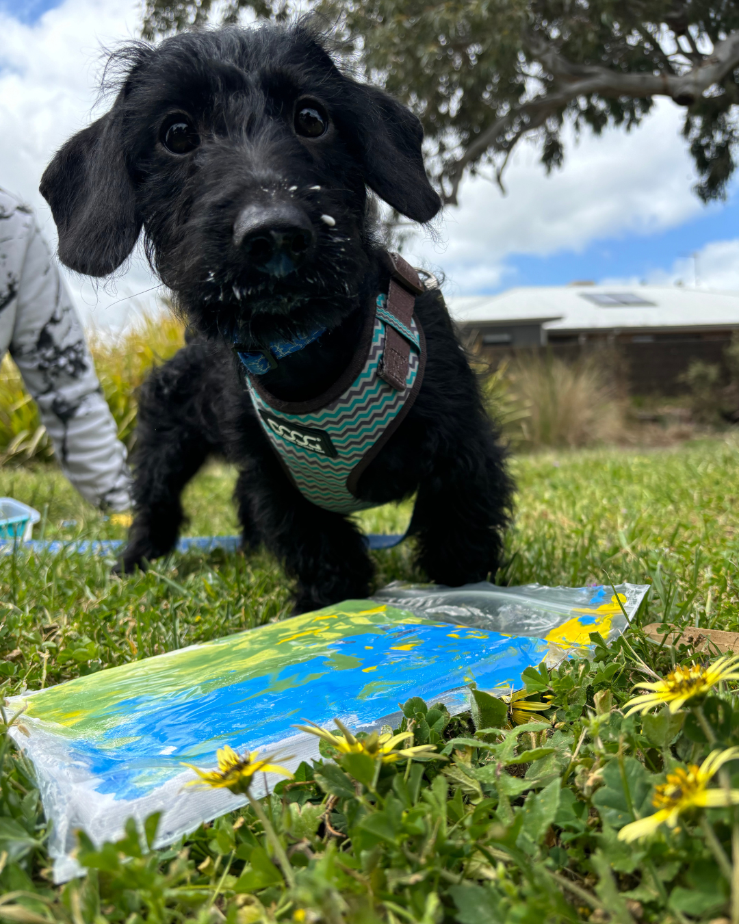 Walk in the Park Pupcasso Paint Kit