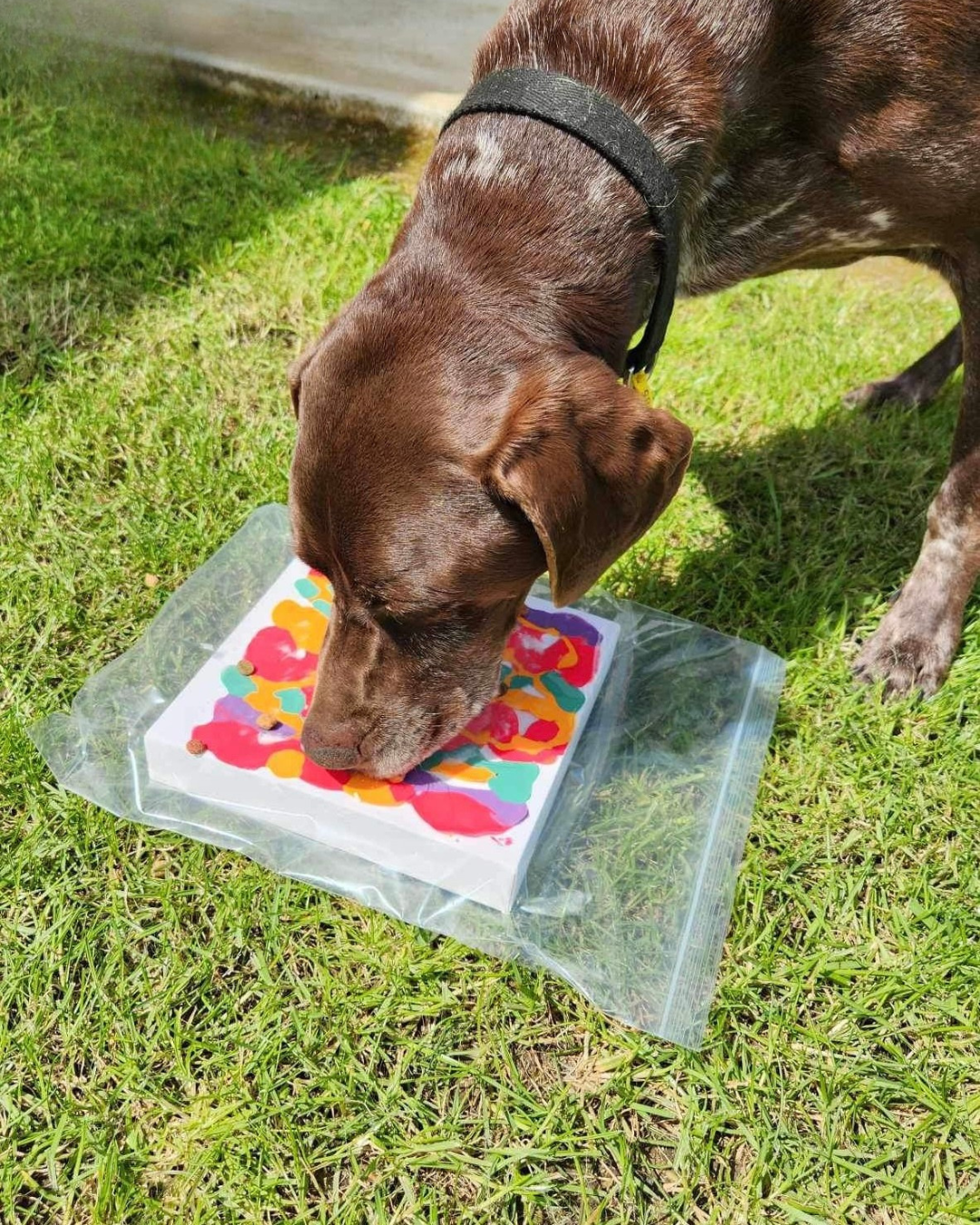 Tails of Creativity Pupcasso Paint Kit