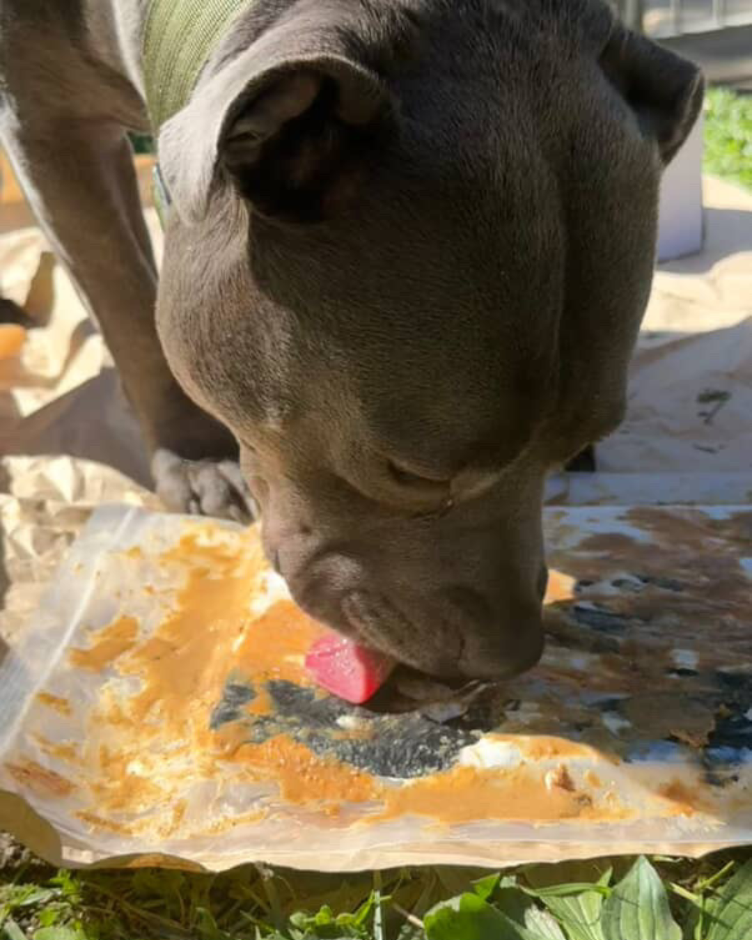 My Paw-sonal Palette Pupcasso Paint Kit