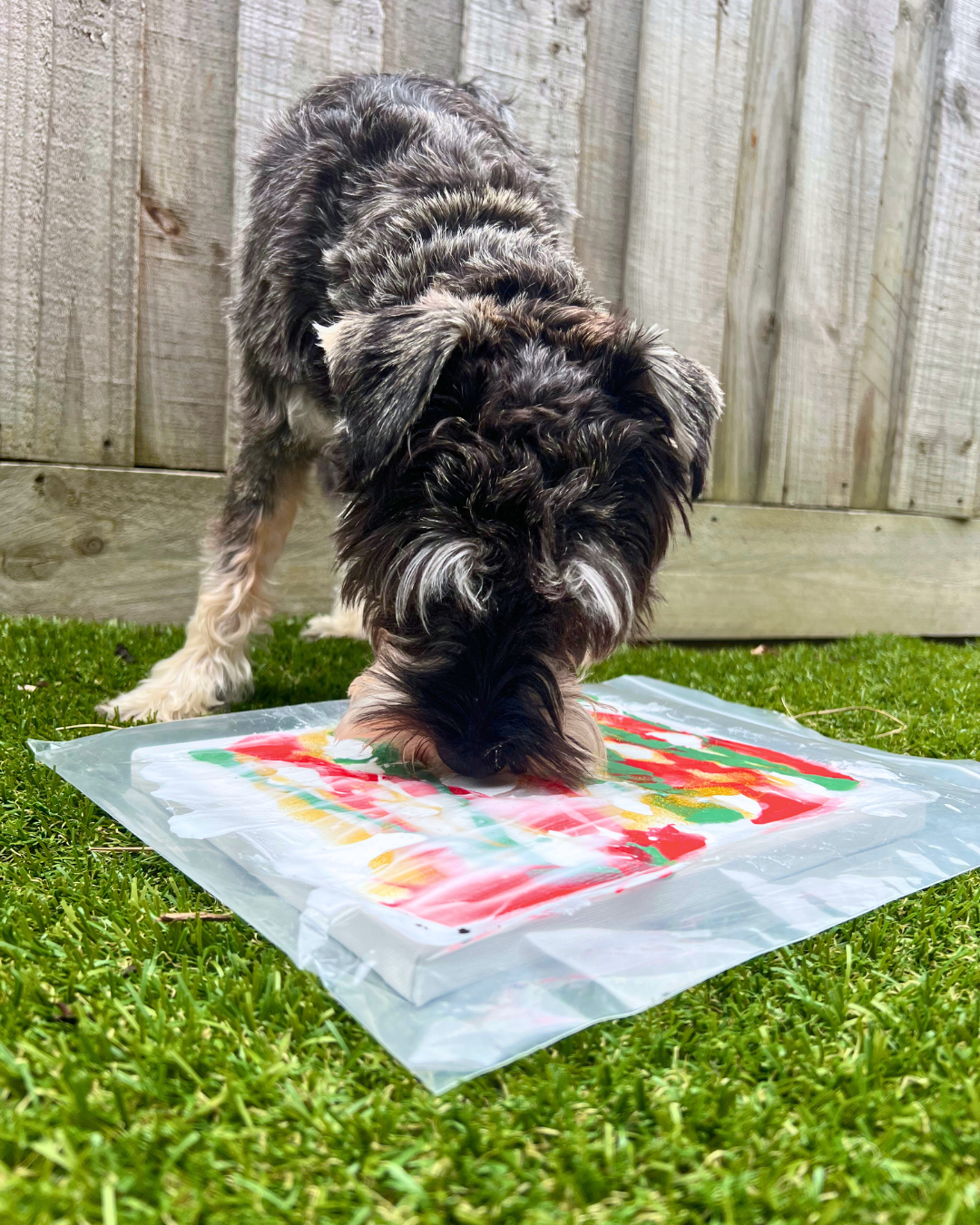 *Limited Edition* Santa Paws Pupcasso Paint Kit