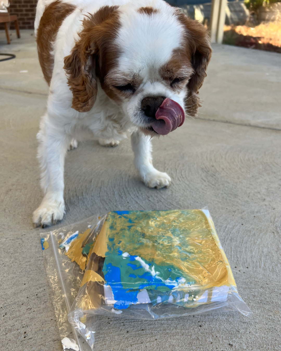 Swim at the Beach Pupcasso Paint Kit