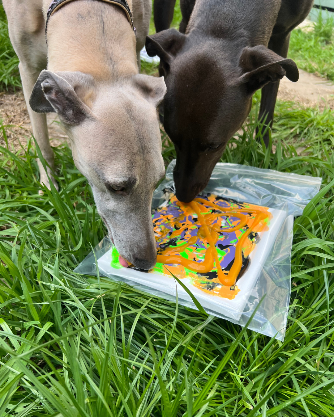 *Limited Edition* Howl-o-ween Pupcasso Paint Kit