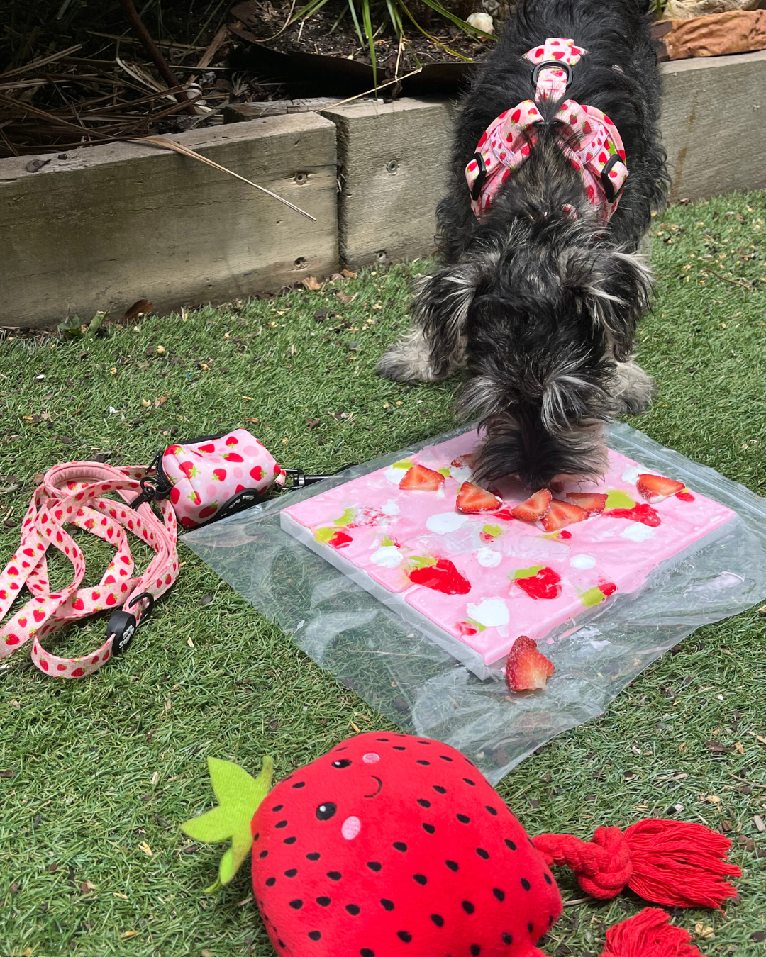 Strawberry Fields Pupcasso Paint Kit