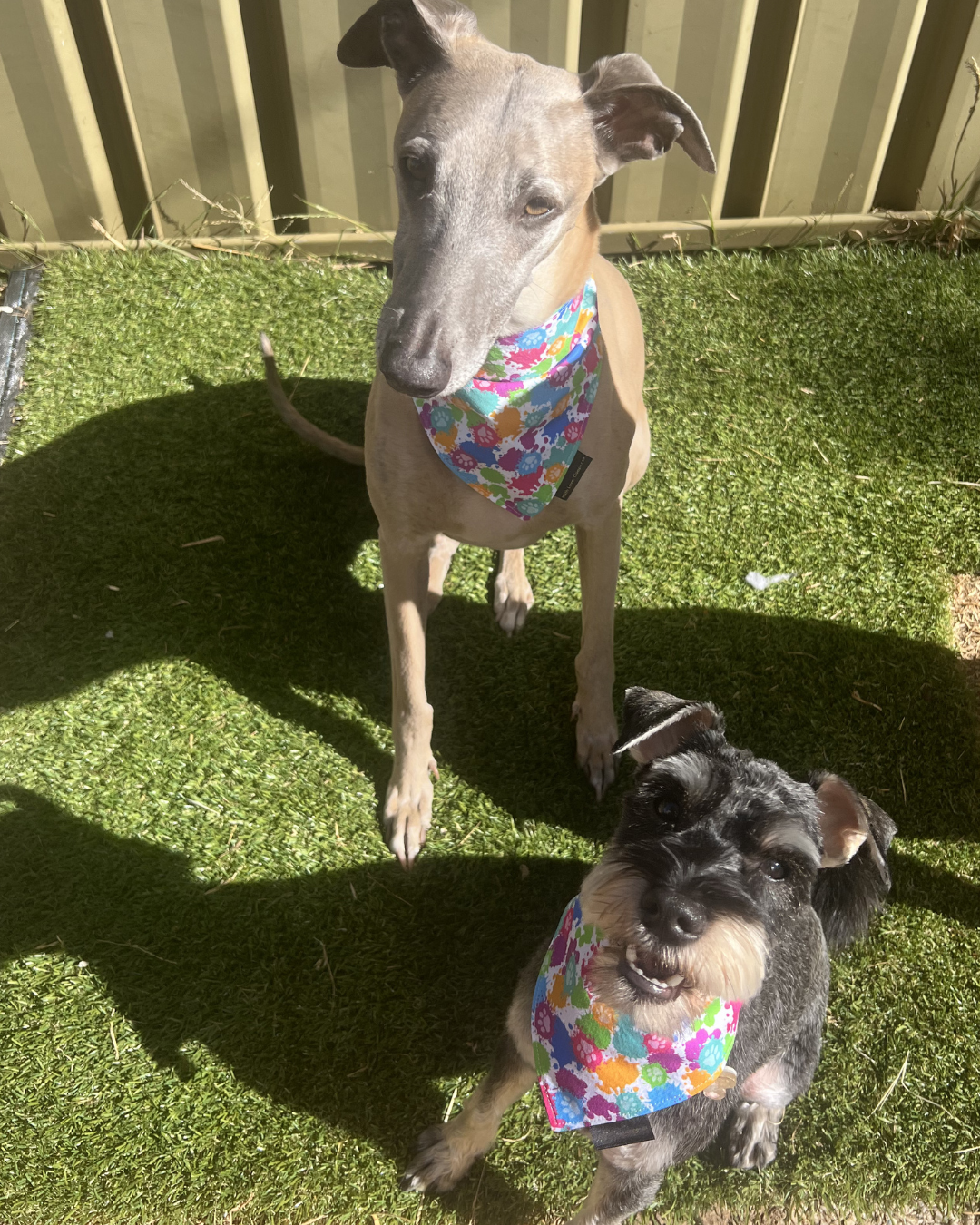 Pupcasso Artist Bandana