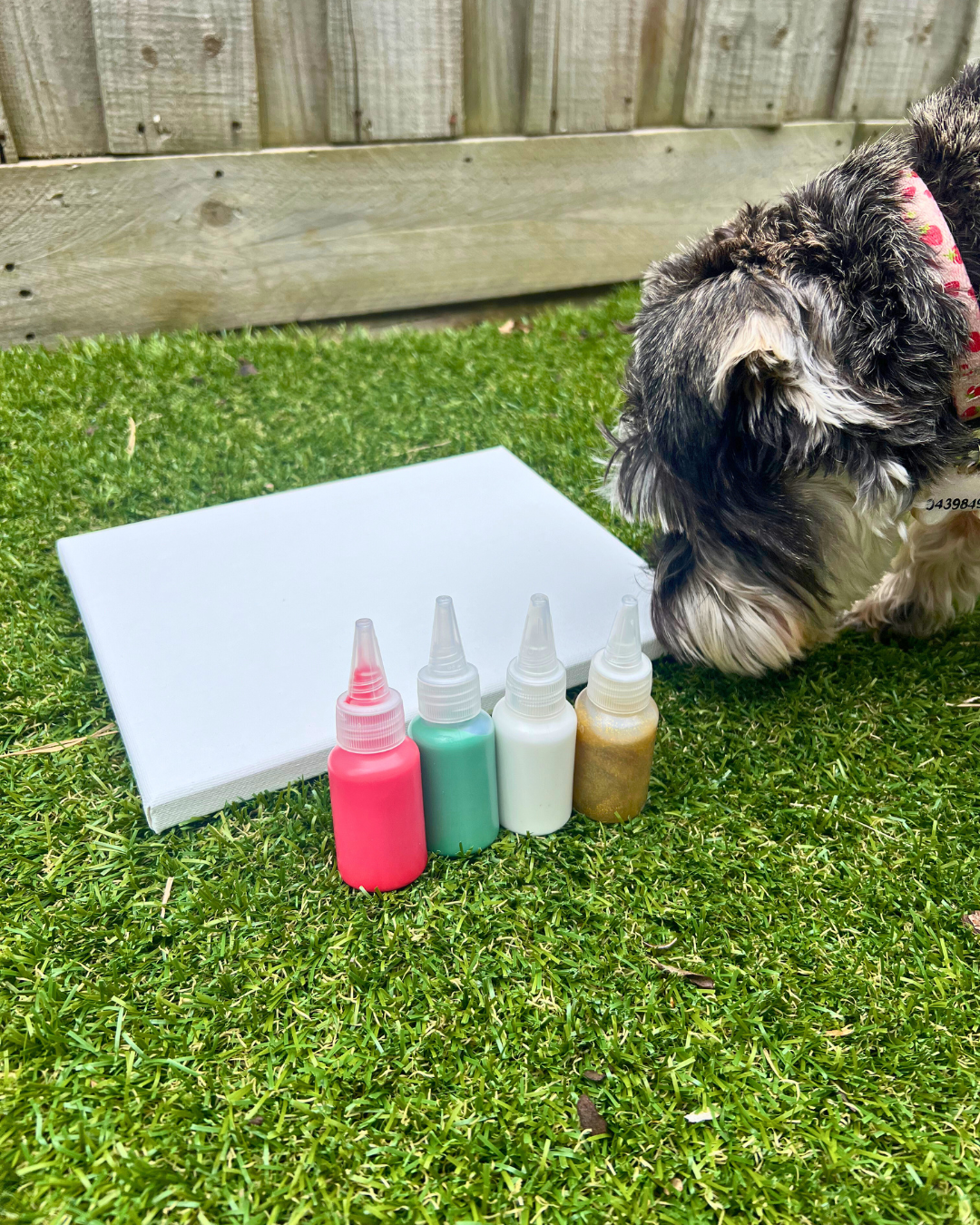 *Limited Edition* Santa Paws Pupcasso Paint Kit