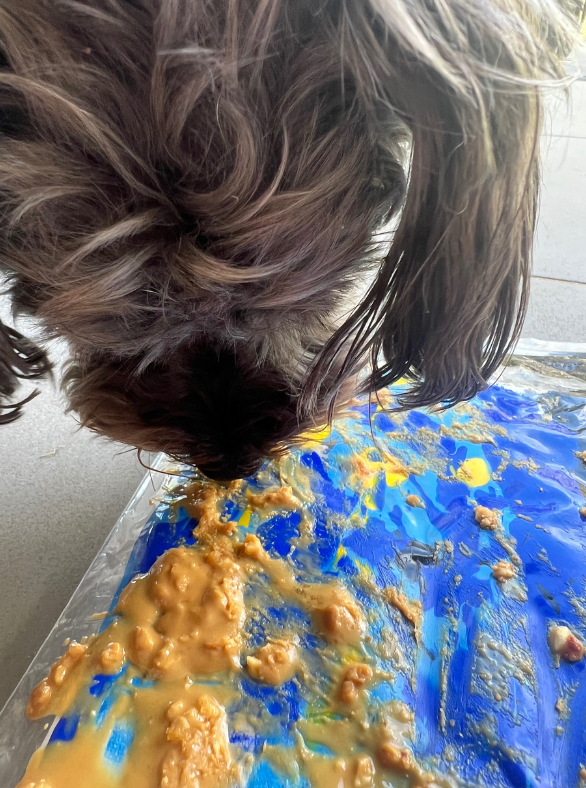 Starry Night Pupcasso Paint Kit